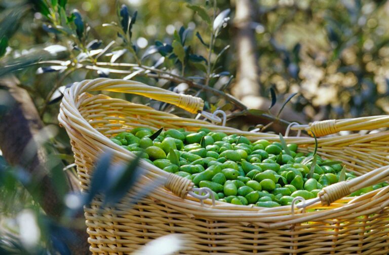 oulibo-cooperative-huile-olive-verte-noire-lucques-sud-france-oleiculteur_visite-degustation-tourisme-recettes_Cabezac_-BIZE_MINERVOIS-2